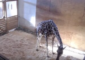  Giraffa April partorisce in diretta: i suoi VIDEO tra i più visti di sempre