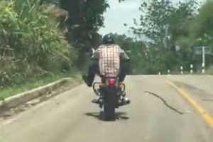 YOUTUBE Motociclista sterza all'improvviso: un serpente volante lo sta per mordere