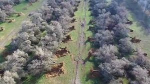 Tap interrotto: il Tar del Lazio sospende l'espianto degli ulivi e blocca il cantiere