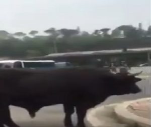 Roma, dopo i cinghiali c'è un toro in strada VIDEO