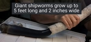 YOUTUBE Verme marino gigante scoperto nelle Filippine