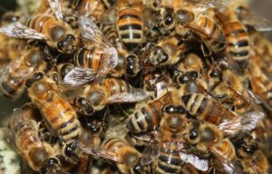 Venezia, sciame di 30 mila api sulla Basilica di San Marco