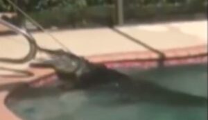  Sta per tuffarsi in piscina e scopre che dentro c'è un coccodrillo