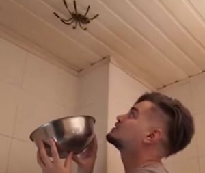 YOUTUBE Prova a catturare ragno gigante con una ciotola. Non finisce bene