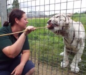  Gran Bretagna, custode zoo sbranata da una tigre