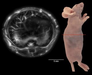 Laser permetterà di osservare gli organi di piccoli animali in tempo reale