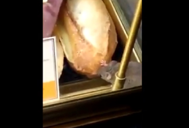 Roma Fiumicino: topo mangia una baguette nel bar dell'aeroporto VIDEO