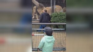 YOUTUBE Ubriaco allo zoo rischia di finire nella gabbia dei leoni. Lo salvano così